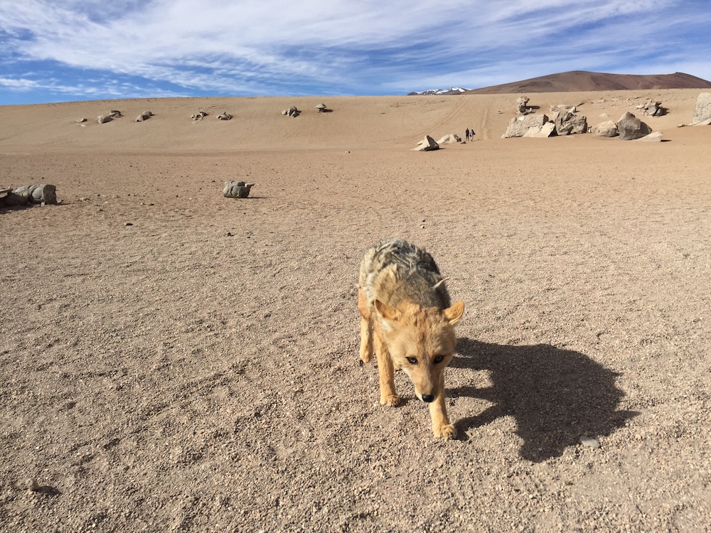 Andean fox